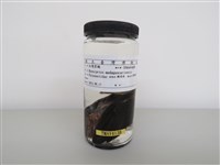 藏品(紅嘴黑鵯)的圖片